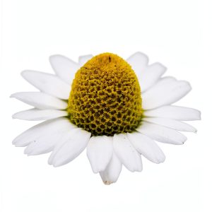 Collins Botany of Flowers Kindle Edition 0.99-0